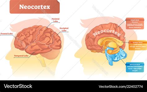 neo cortex|what is the neocortex responsible for.